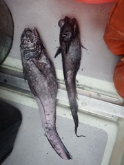 Coryphaenoides cinereus