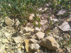 Coronilla scorpioides