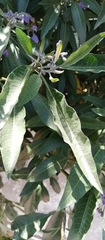Solanum nitidum