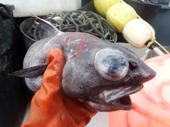 Coryphaenoides cinereus