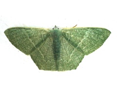 Thalassodes immissaria