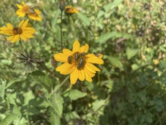 Astylus vittaticollis