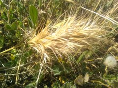 Bromus rubens