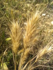 Bromus rubens