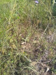 Tyrimnus leucographus