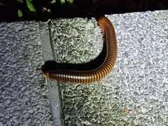 Thyropygus allevatus