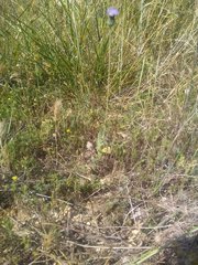 Tyrimnus leucographus