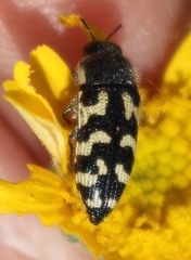 Acmaeodera mixta