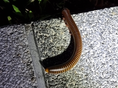 Thyropygus allevatus