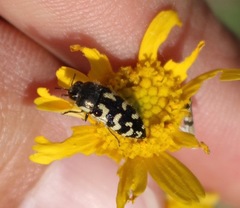 Acmaeodera mixta