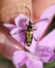 Typocerus octonotatus