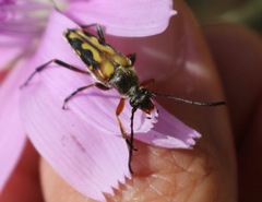 Typocerus octonotatus