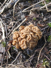 Gyromitra gigas