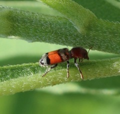 Enoclerus coccineus