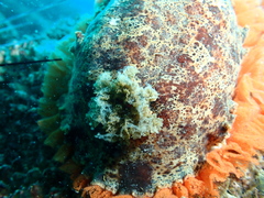 Platydoris ellioti
