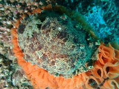 Platydoris ellioti