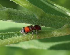 Enoclerus coccineus