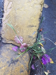 Poaceae
