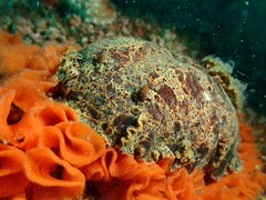 Platydoris ellioti