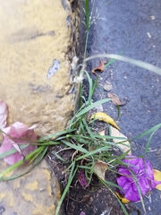 Poaceae
