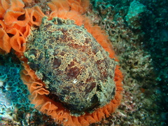 Platydoris ellioti