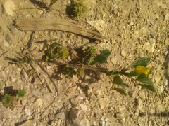 Medicago truncatula