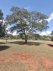 Copaifera langsdorffii