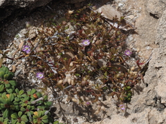 Spergularia bocconei