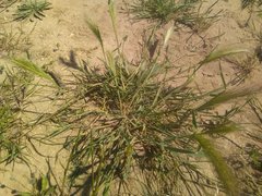 Hordeum murinum leporinum
