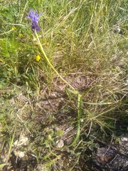 Muscari comosum