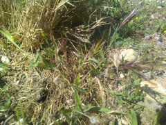 Bromus rubens