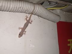 Gehyra mutilata