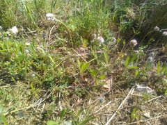 Plantago lagopus