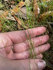 Carex leptalea