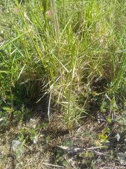 Brachypodium retusum