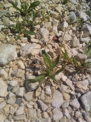 Plantago lagopus