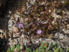 Spergularia bocconei