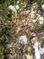 Medicago truncatula