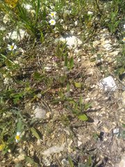 Plantago lagopus