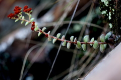 Crassula setulosa jenkinsii