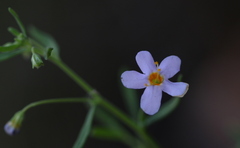 Chaenostoma patrioticum