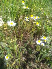 Anthemis arvensis incrassata