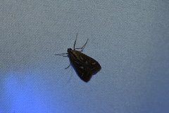Diastictis