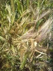 Hordeum murinum leporinum