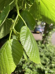 Magnoliopsida