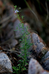 Chaenostoma patrioticum