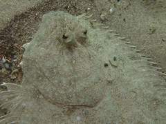 Pseudorhombus arsius