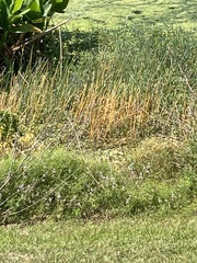 Eleocharis interstincta