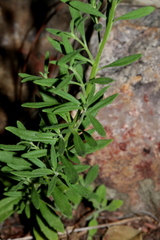 Chaenostoma patrioticum