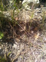 Hordeum murinum leporinum